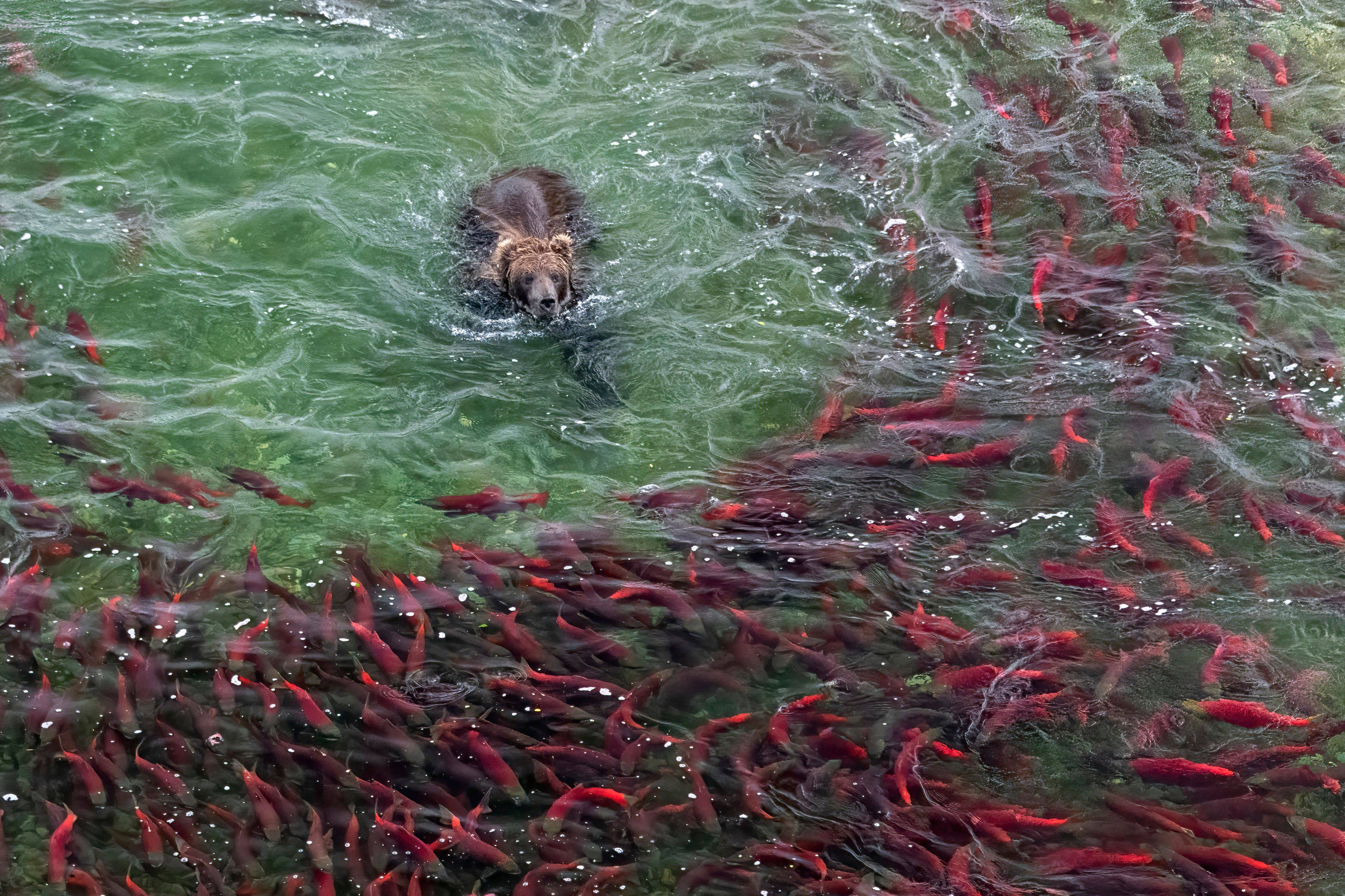 Brown bear seeking salmon in Katmai National Park, Alaska.