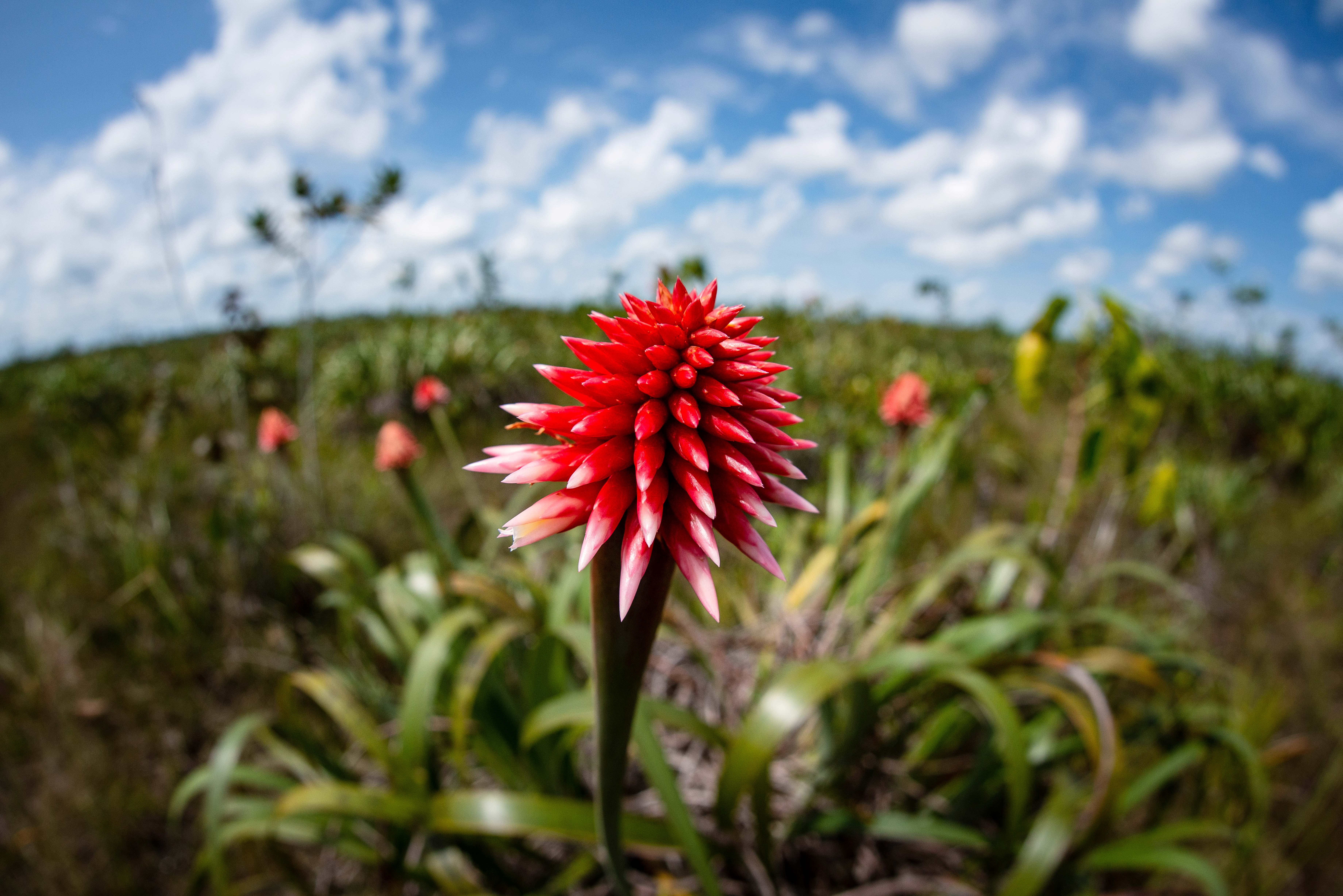 Brightly colored flower in a field. 