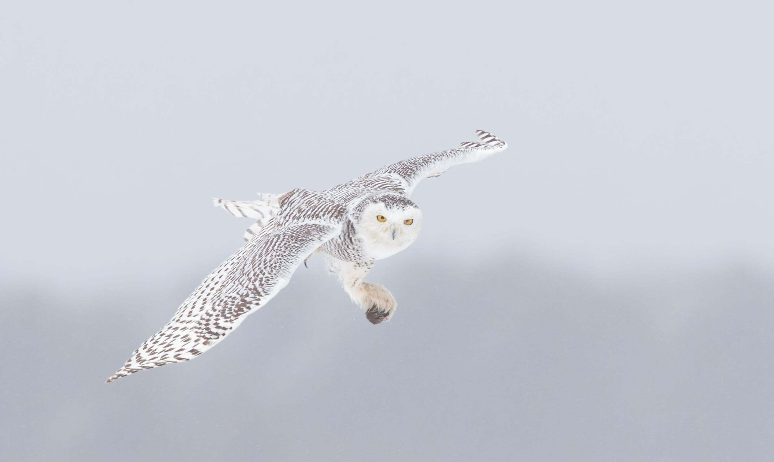 Owl flyinh