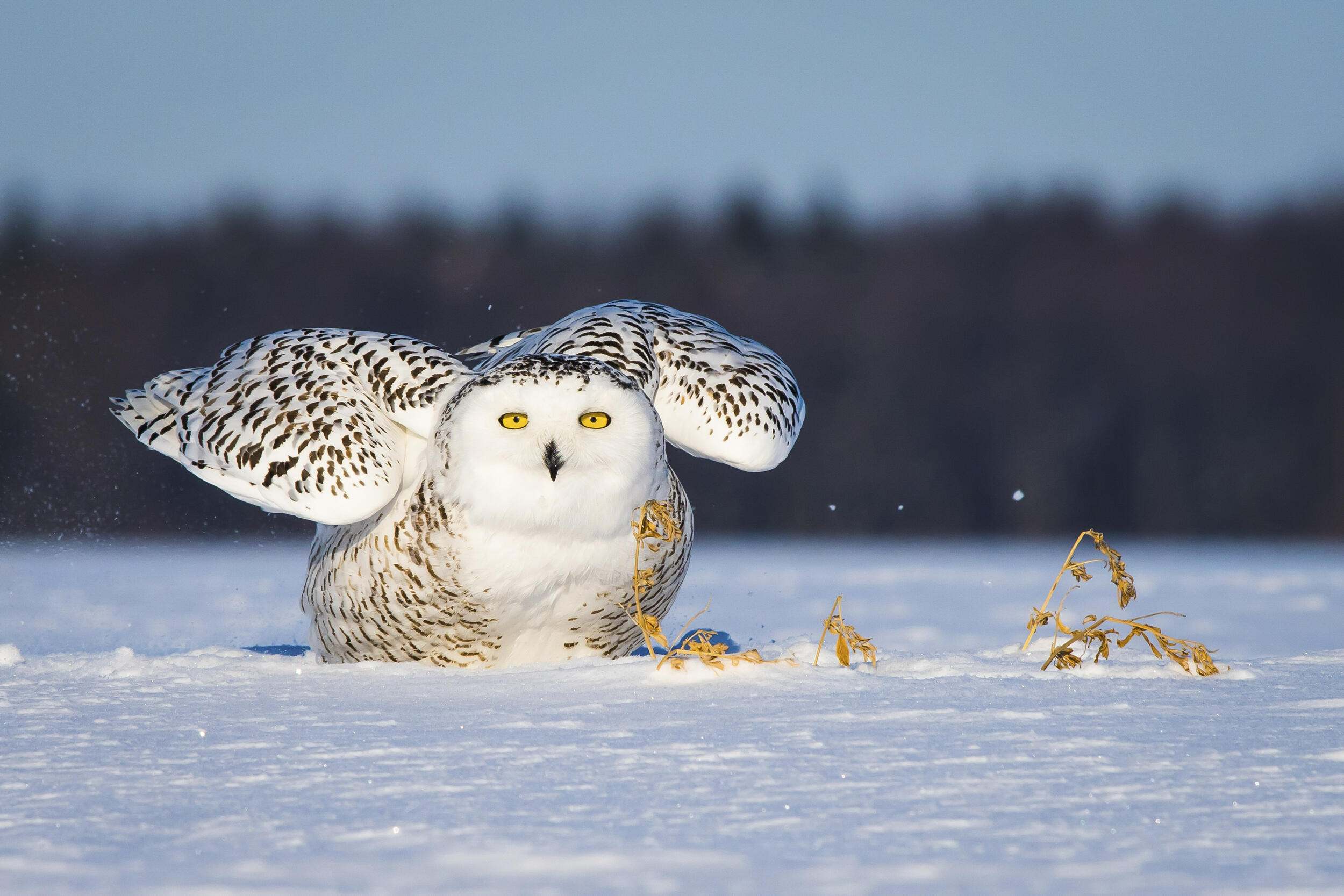 Snowy owls are known to migrate as far south as the northern United States in the winter.