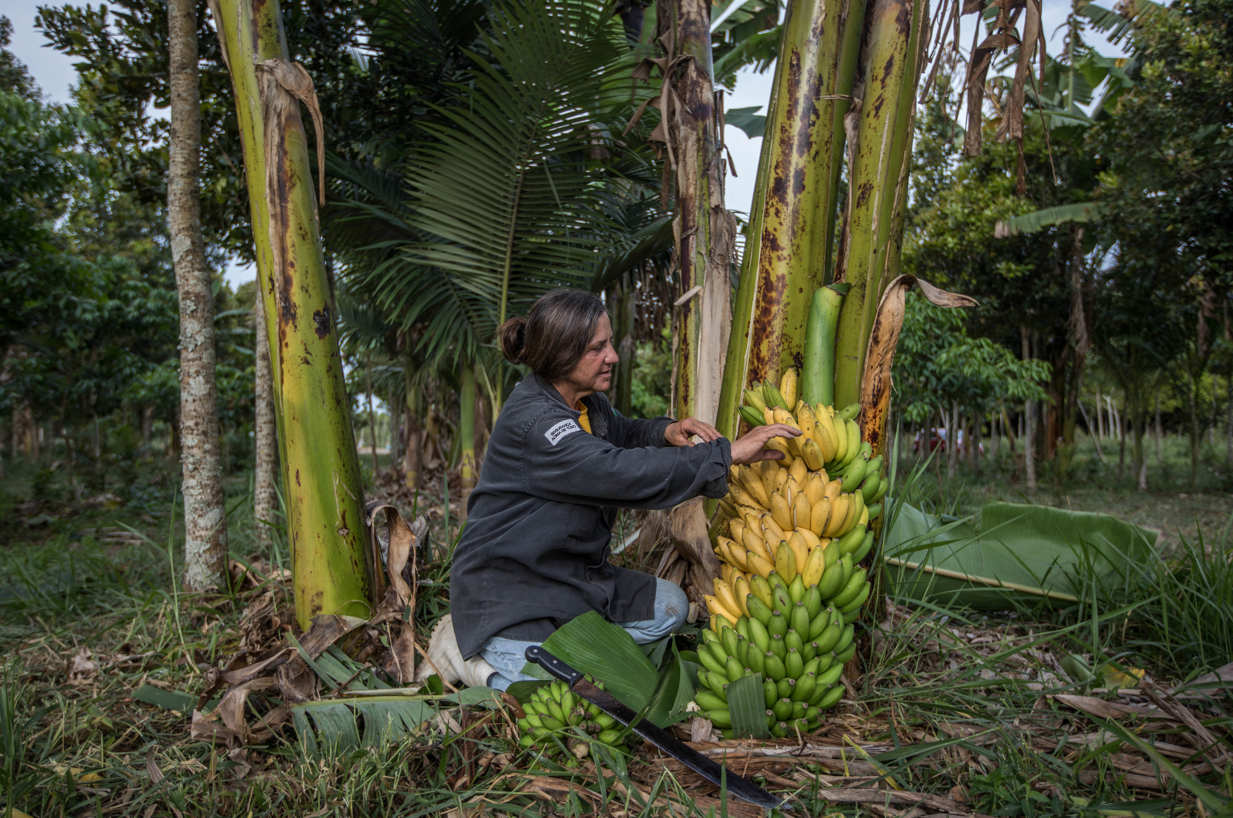 Pindamonhangaba, SP, Brazil: 09/19/2018:  Maria Salete Eugênio coleta banana produzida em sistemas agroflorestais na Fazenda Nova Coruputuba.