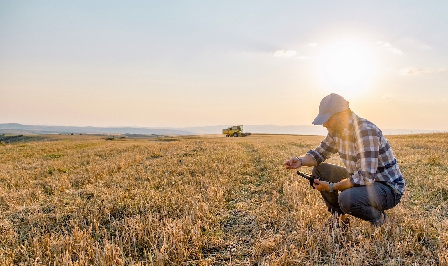 Person in a field examining a crop.