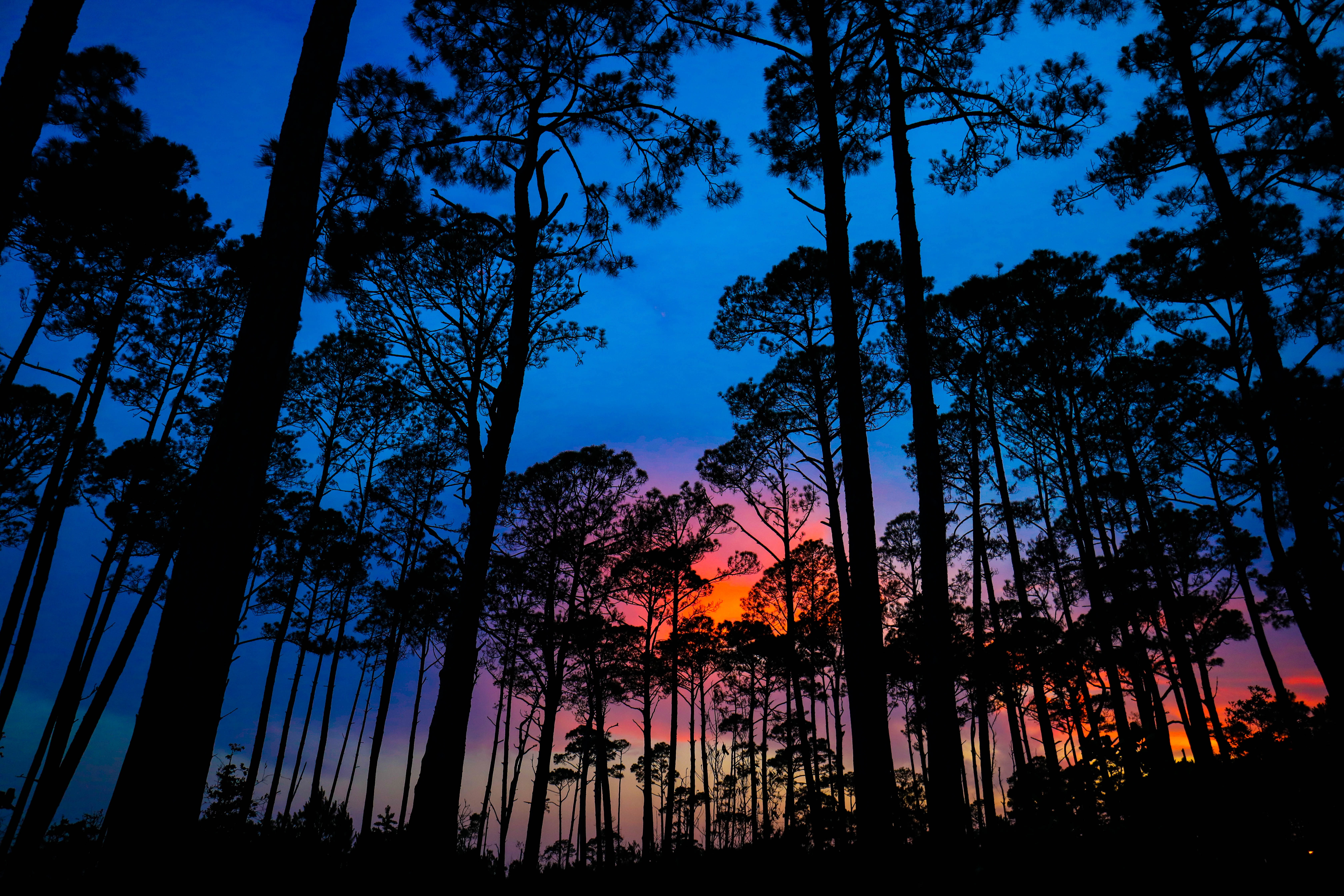 trees turn black against a blue and red sky as the sun sets