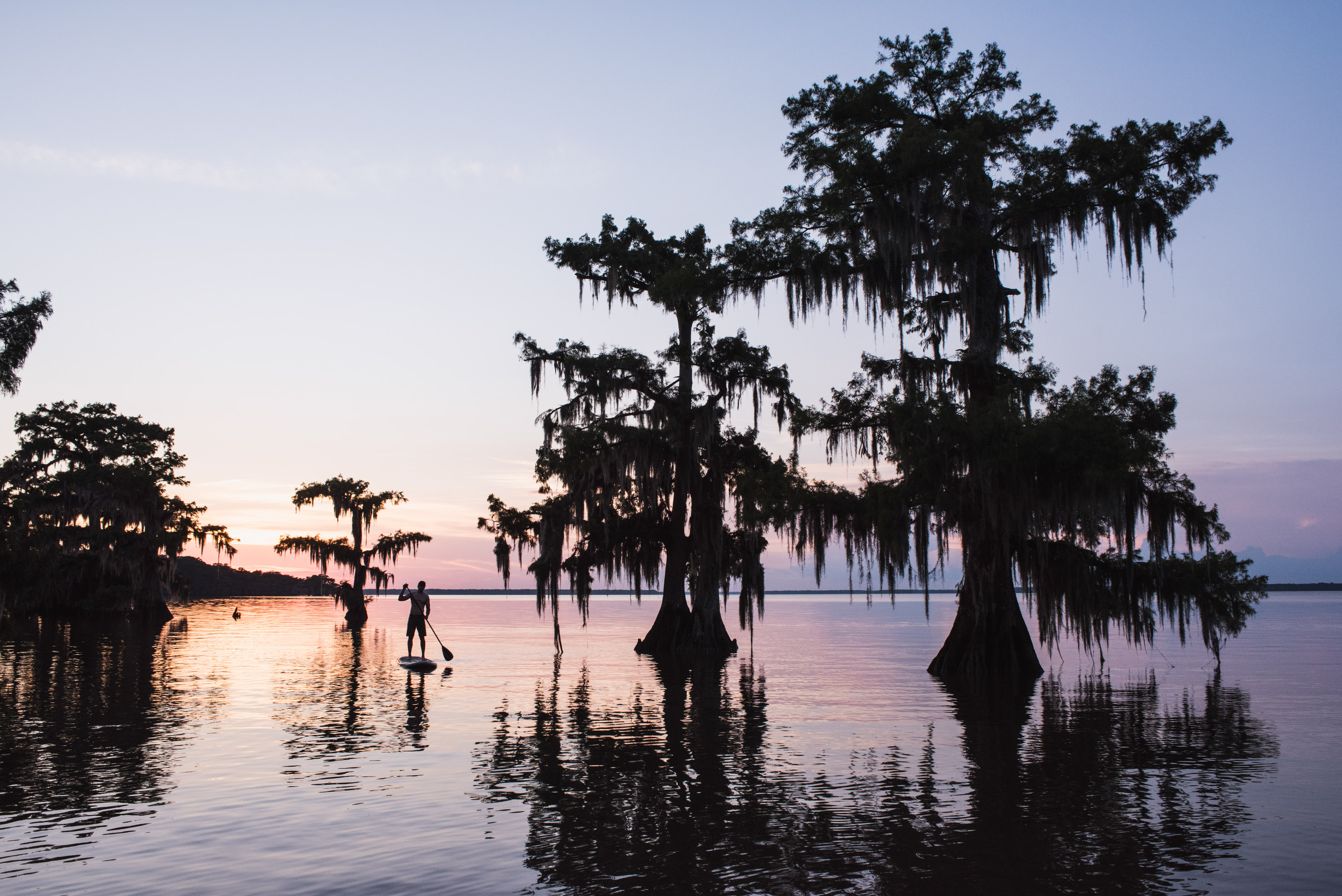 A man enjoys paddleboarding among the cypress trees in Lake Fausse Point, Louisiana.