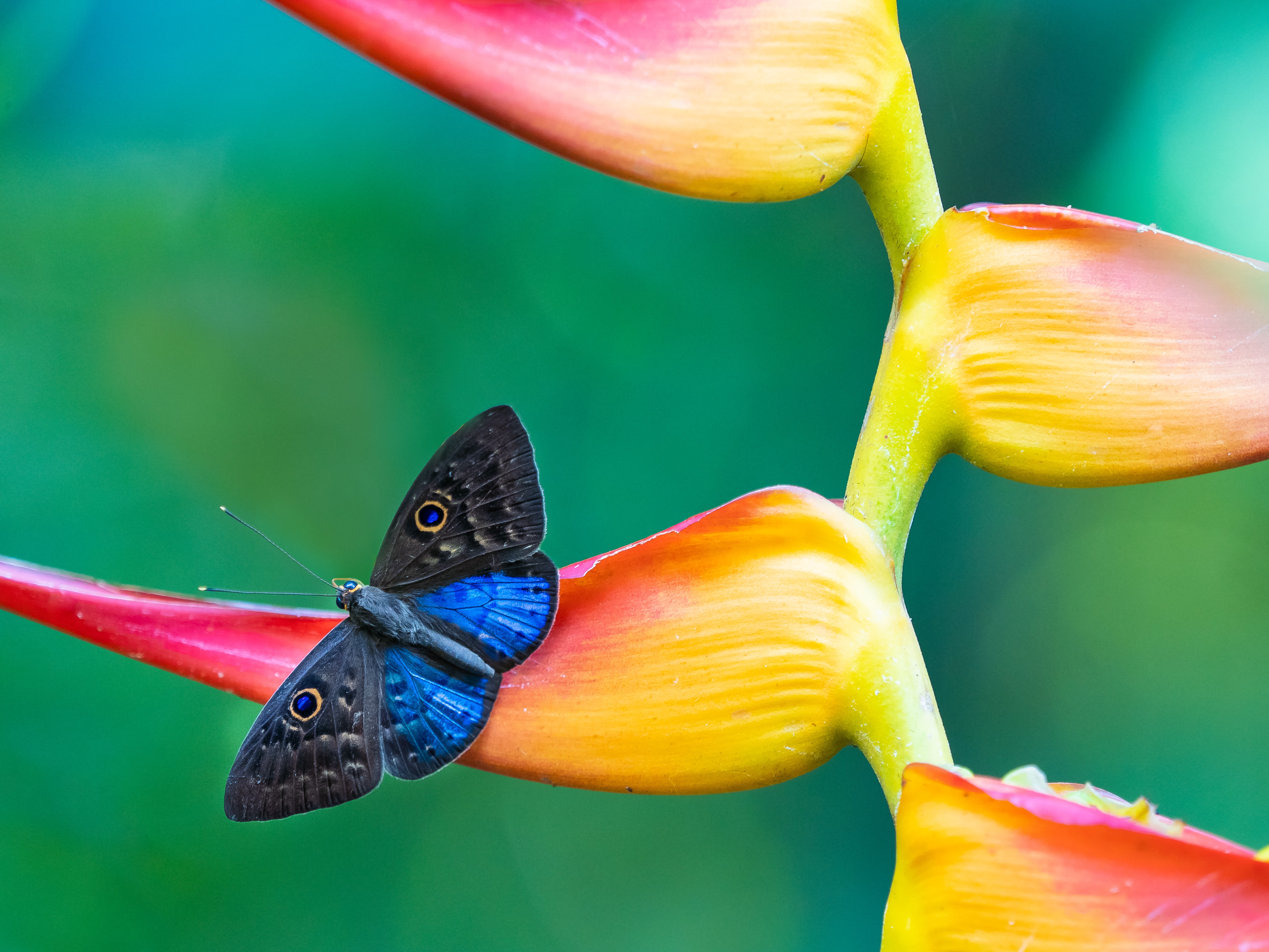 Blue-winged Eurybia butterfly resting on a Heliconia plant.