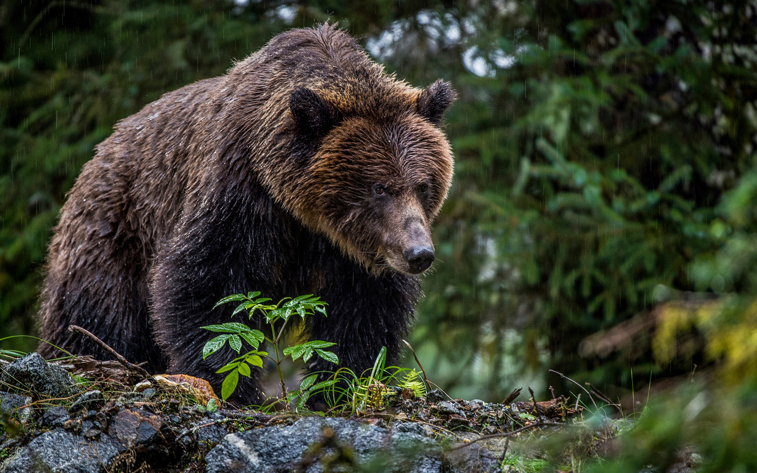 Nature United Financial Statements 2024