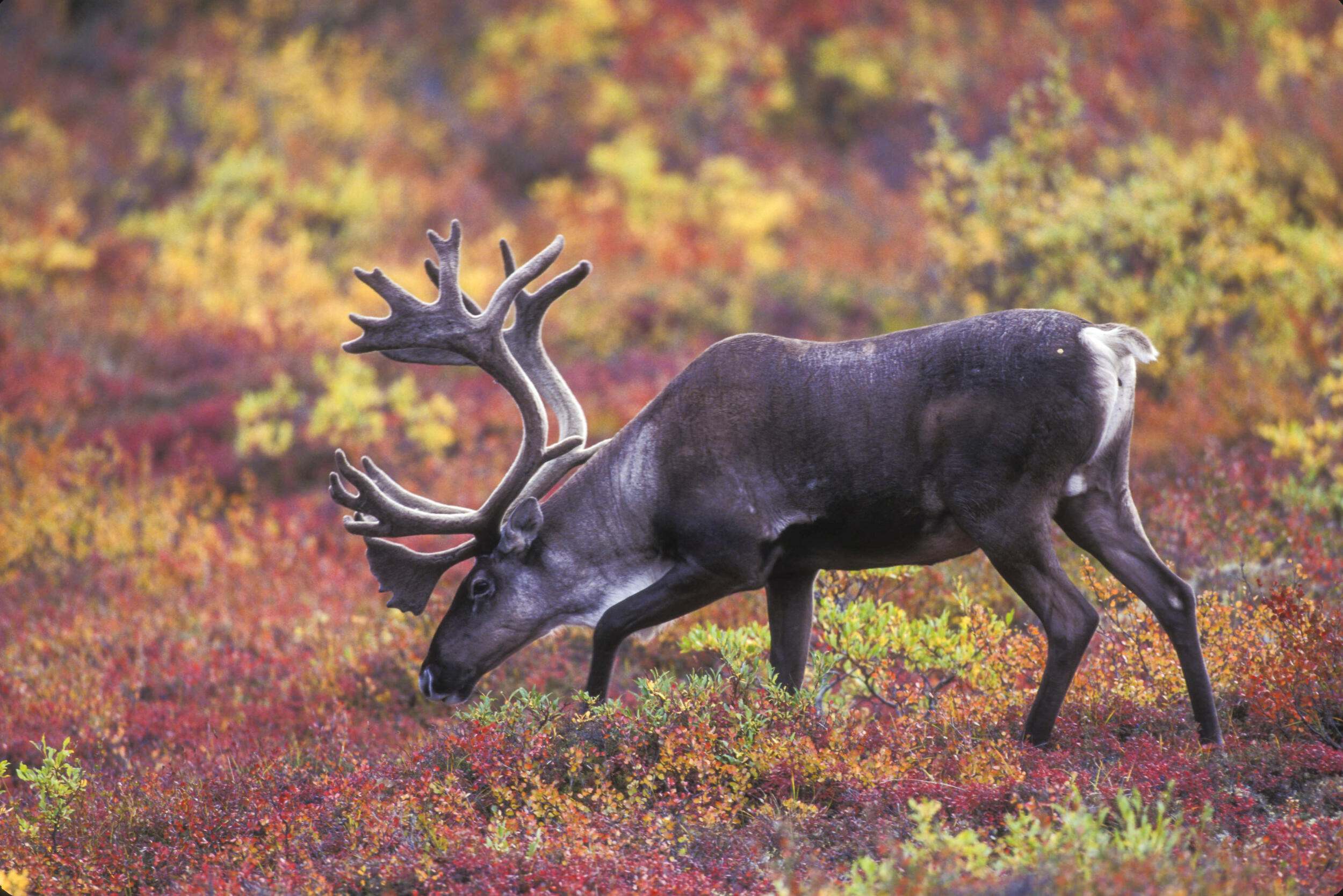 A caribou grazes in a fall-colored field.